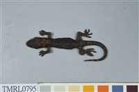 藏品(鉛山壁虎)的圖片